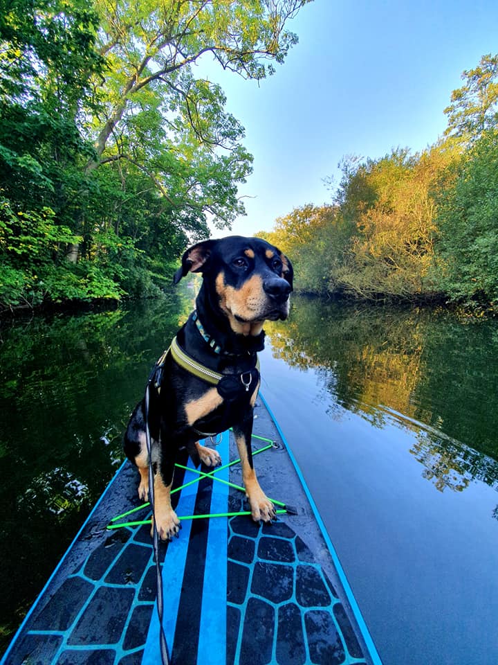 Pixie the sup dog